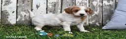 Goldendoodle dogs for sale: Sally - Ad 3