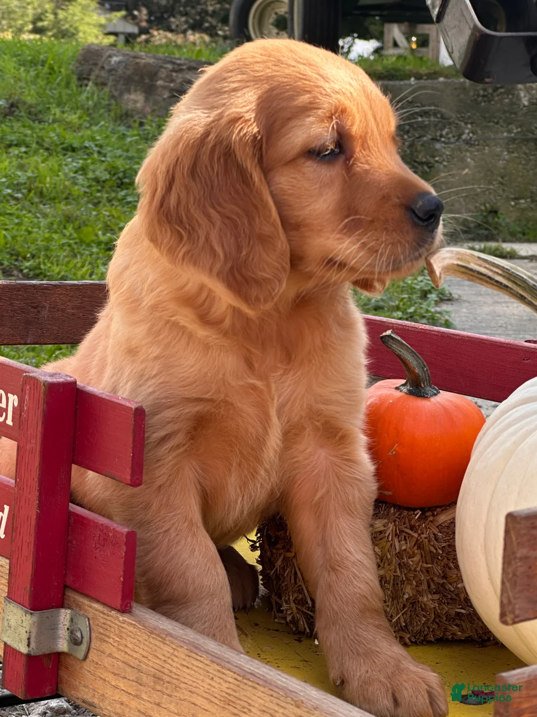 Golden Retriever dogs for sale: Goldenrod  - Ad 6
