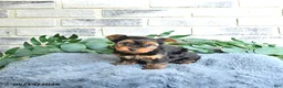 Yorkshire Terrier dogs for sale: Vivi - Ad 4
