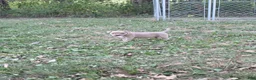 American Bully dogs for sale: American Bully 8 - Ad 1
