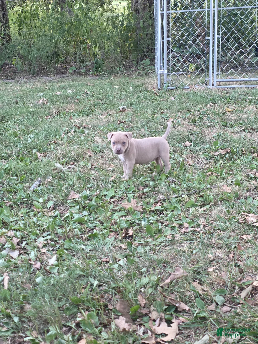 American Bully dogs for sale: American Bully 8 - Ad 1
