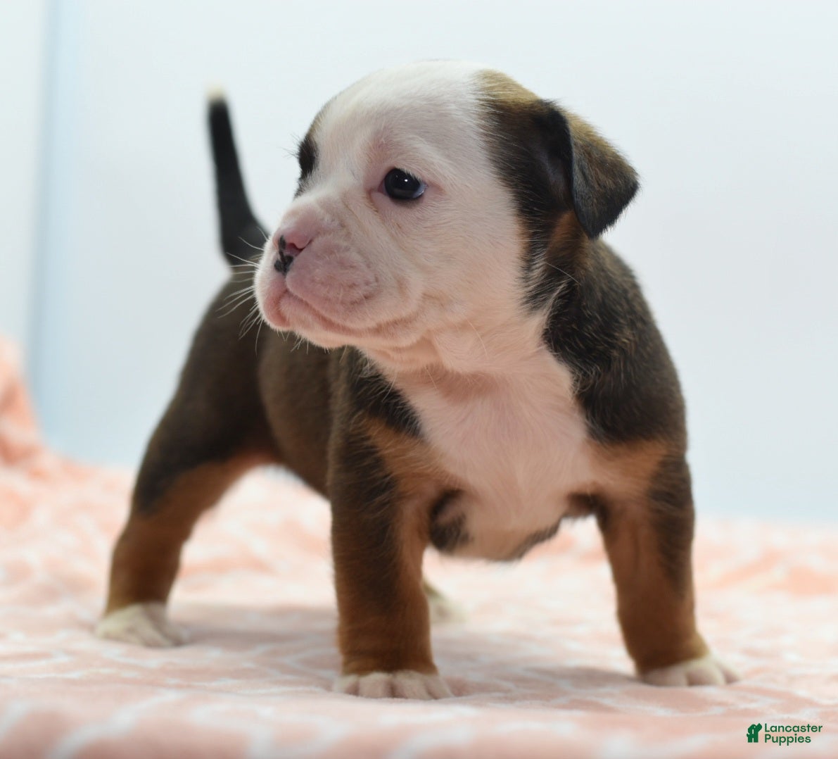 Mixed Breed dogs Rosie - Ad 1