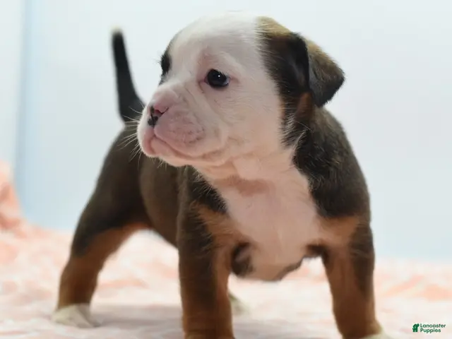 Mixed Breed dogs for sale: Rosie - Ad 2