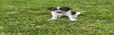 Puppy 9