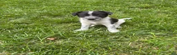 Mixed Breed dogs for sale: Puppy 9 - Ad 1