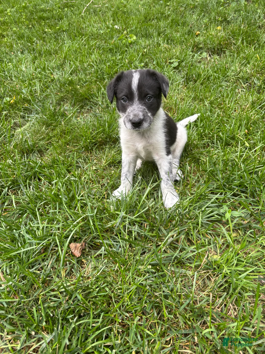 Mixed Breed dogs for sale: Puppy 9 - Ad 1