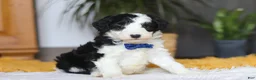 Sheepadoodle dogs for sale: Thumper - Ad 4