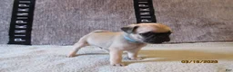 Pug dogs for sale: Pug Puppy 3 - Ad 37