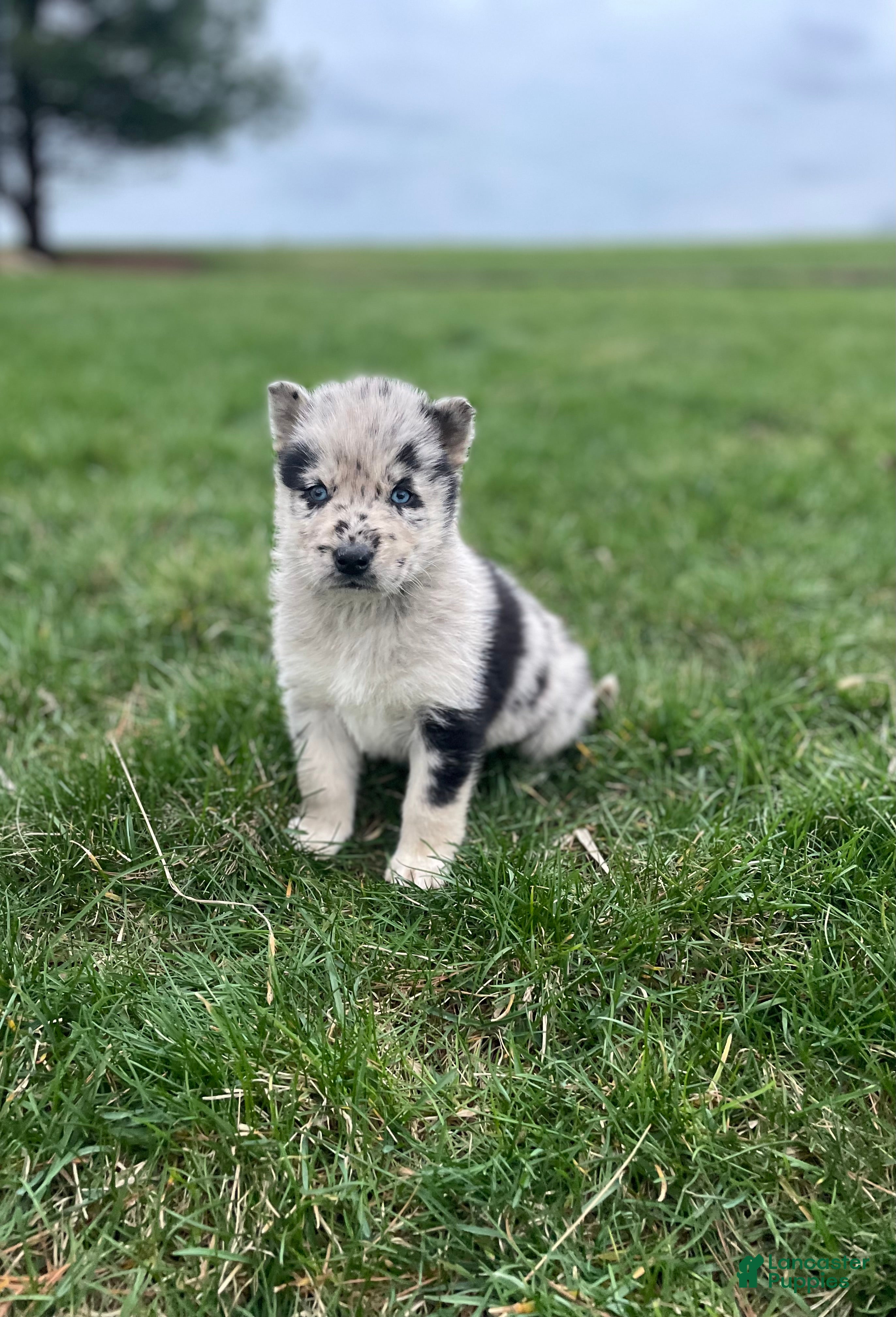 Gerberian Shepsky dogs Wolf - Ad 1