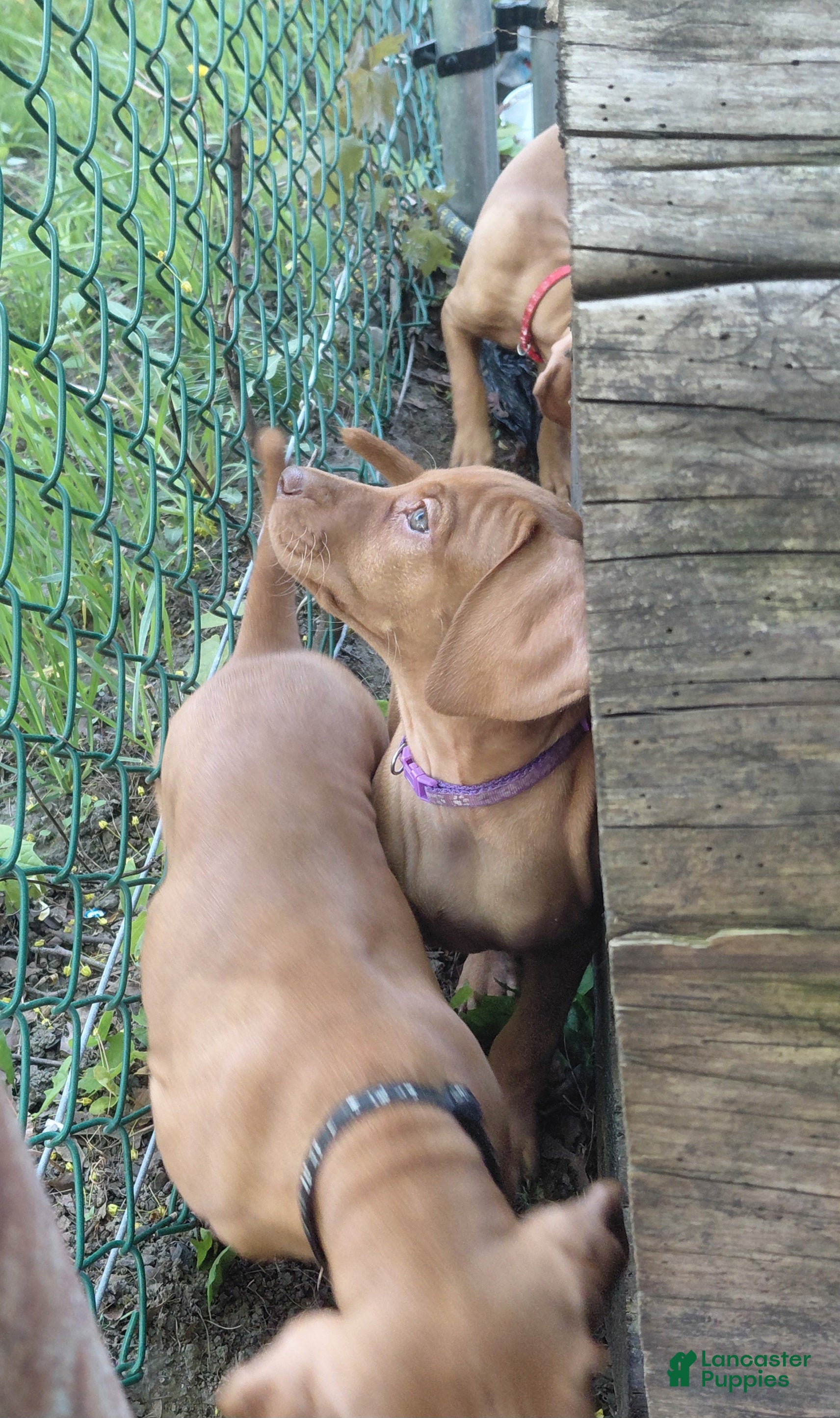 Vizsla dogs Purple Collar - Ad 7