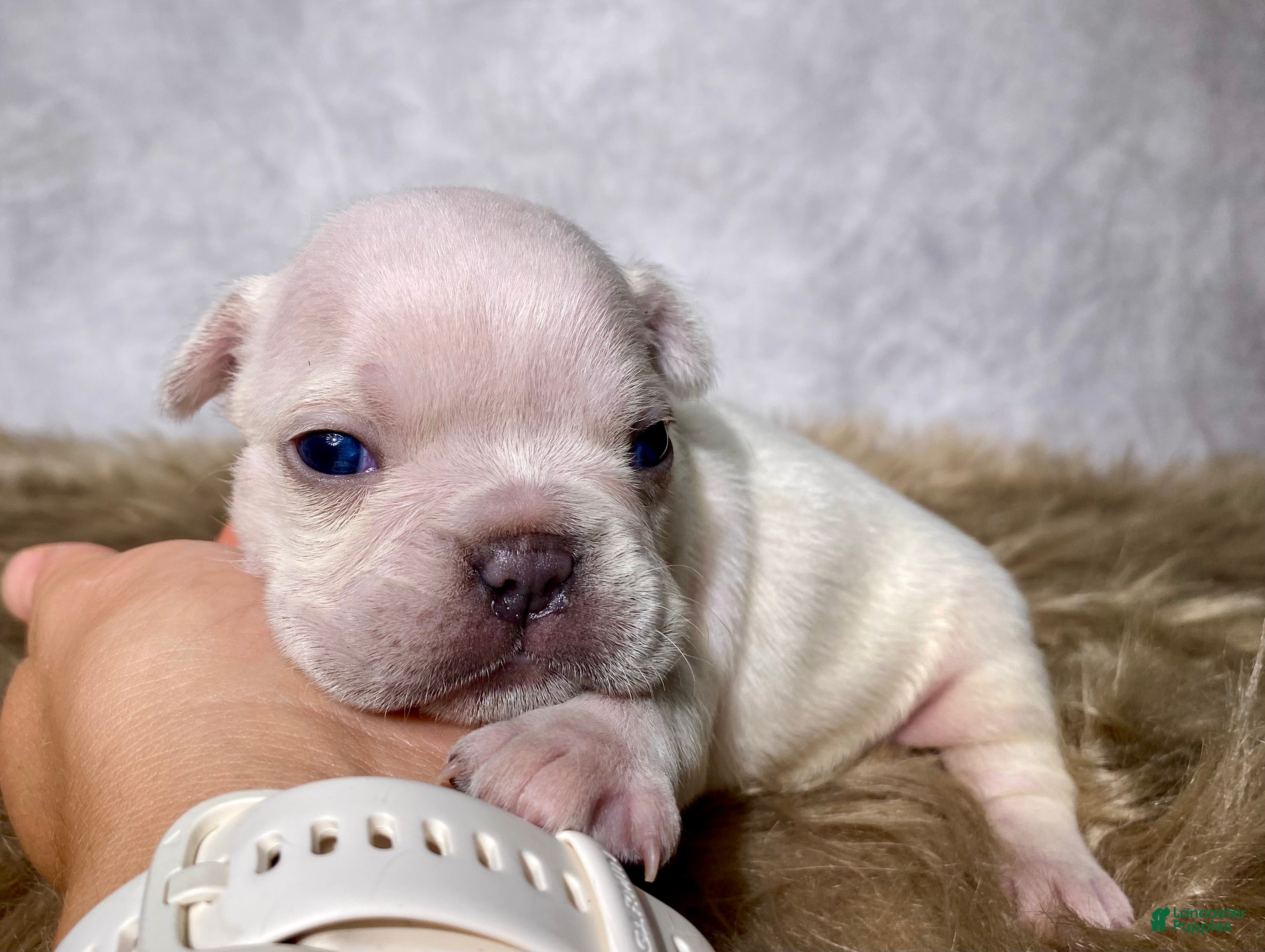 Frenchton dogs Mr. Archie - Ad 2
