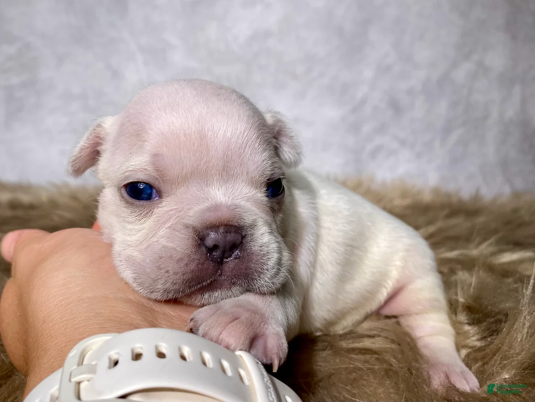 Frenchton dogs for sale: Mr. Archie - Ad 2
