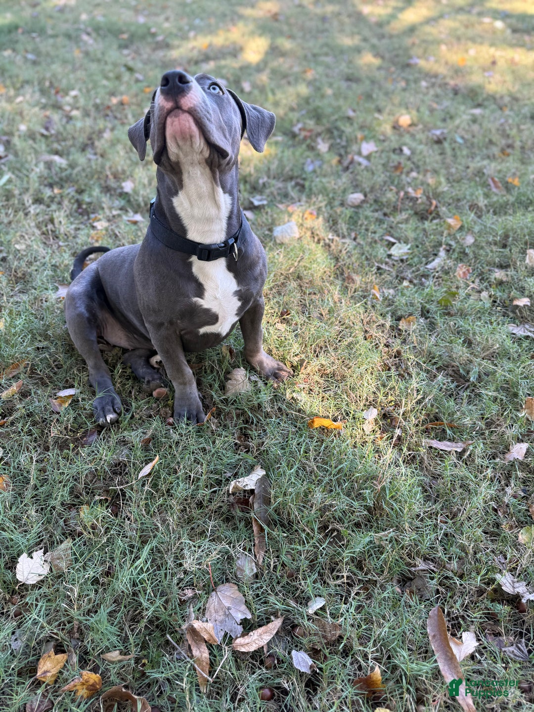 American Bully dogs for sale: American Bully 4 puppies - Ad 27