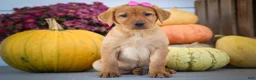 Labrador Retriever dogs for sale: NICKI - Ad 15