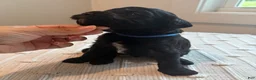 Mixed Breed dogs for sale: Oreo - Ad 3