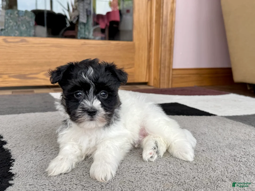 Havanese dogs for sale: Jared - Ad 9