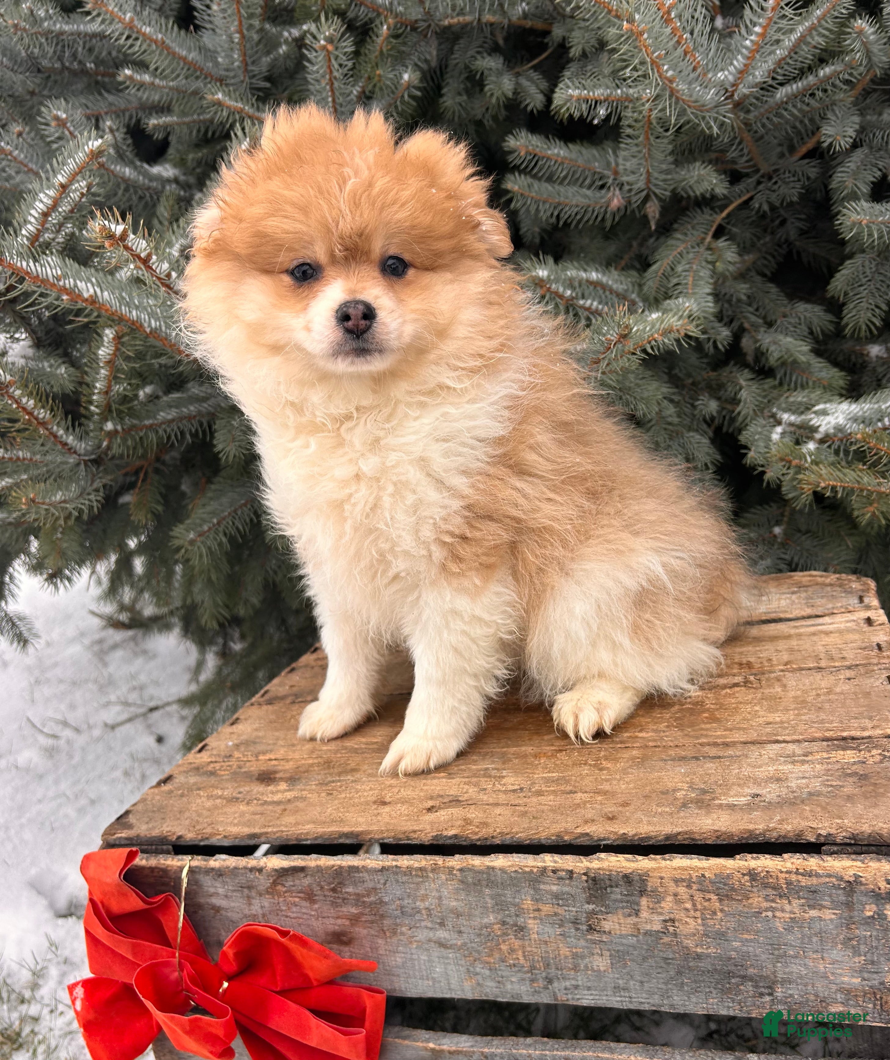 Pomeranian dogs Anna - Ad 42
