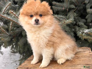 Pomeranian dogs Anna - Ad 42
