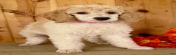 Standard Poodle dogs for sale: Lucy - Ad 5
