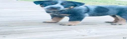 Australian Cattle Dog dogs for sale: Penny - Ad 29