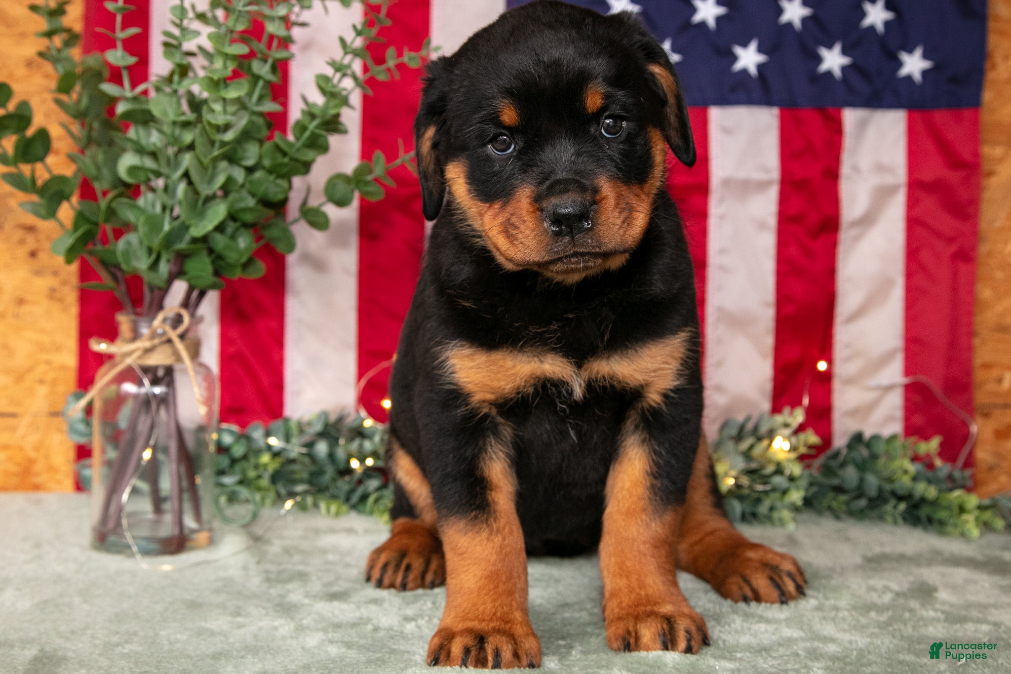 Rottweiler dogs Zoey - Ad 2