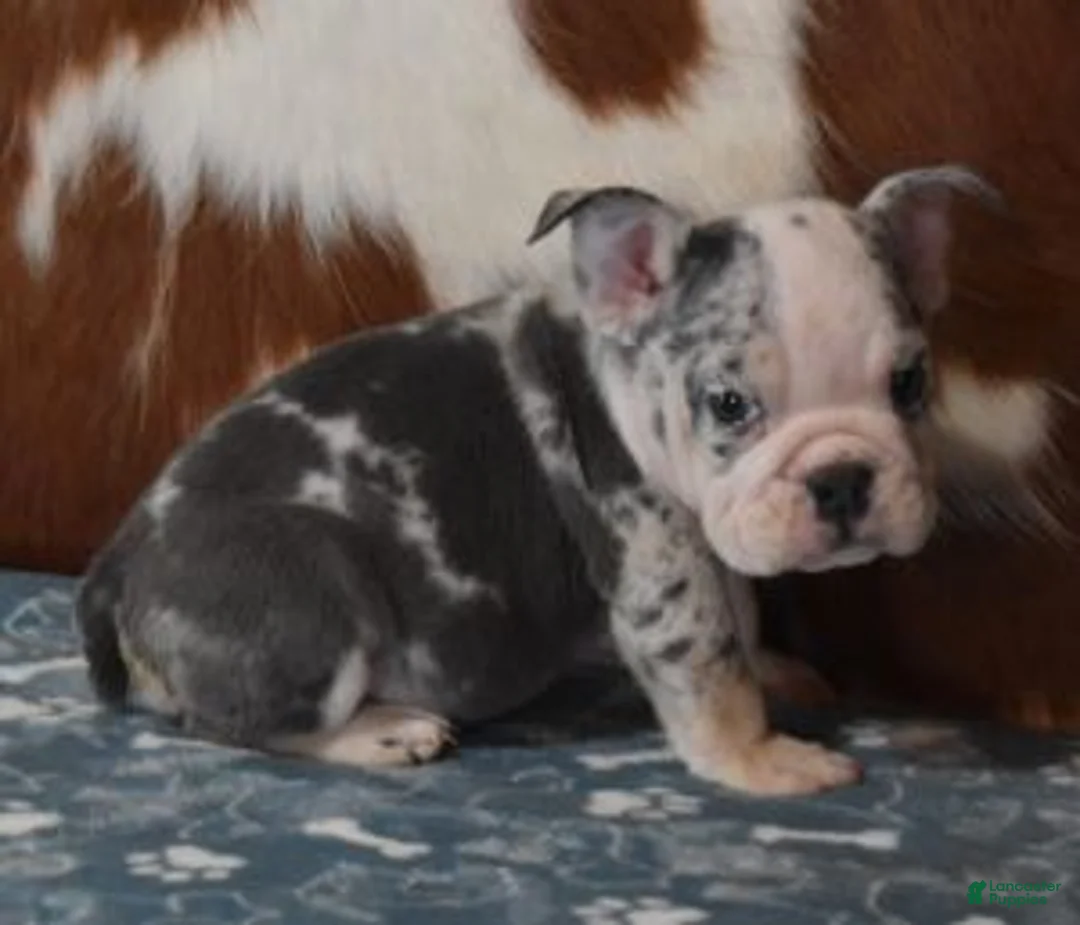 English Bulldog dogs for sale: BOSS MALE - Ad 1