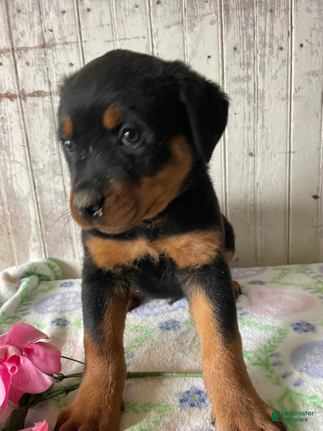Rottweiler dogs for sale: Nero - Ad 2
