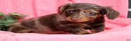 Miniature Dachshund dogs for sale: Luna - Ad 8