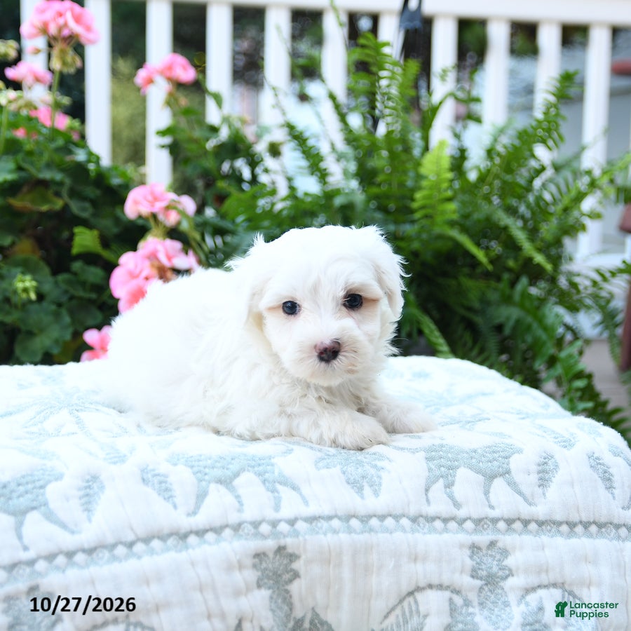 Maltipoo dogs for sale: Carly - Ad 2
