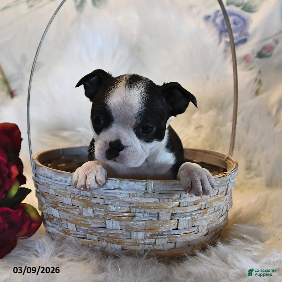 Boston Terrier dogs Rio - Ad 2