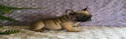 French Bulldog dogs for sale: Cookie - Ad 3