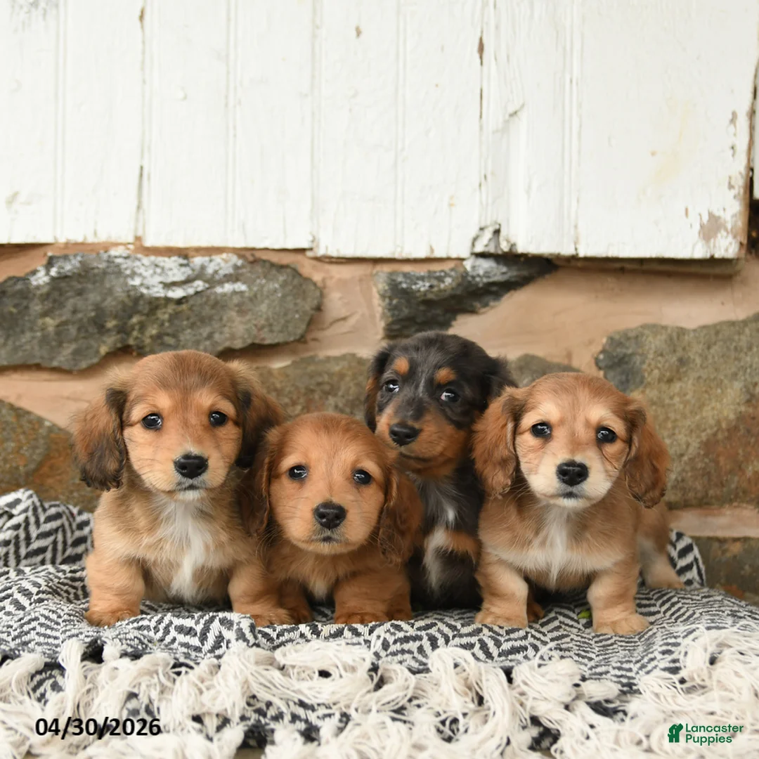 Miniature Dachshund dogs for sale: King - Ad 5