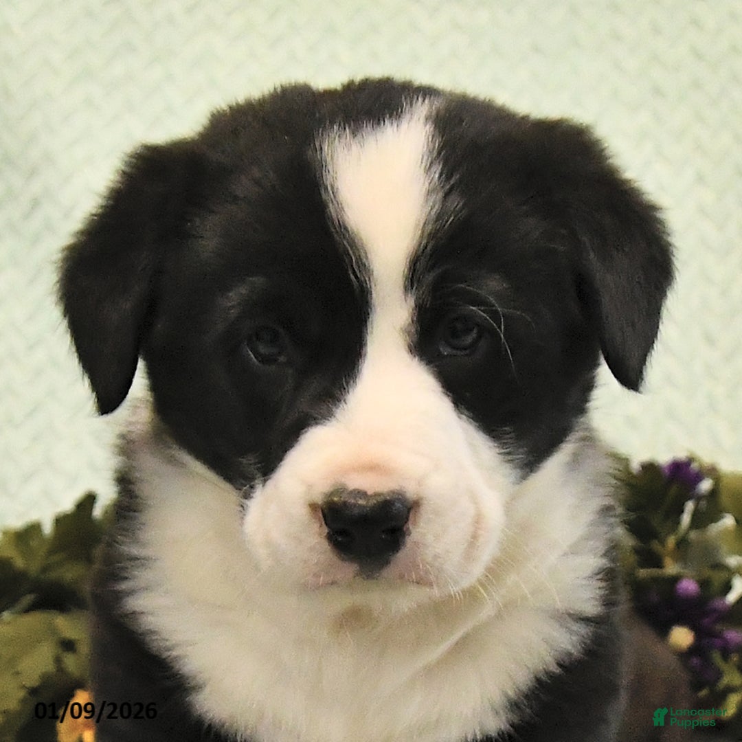 Mixed Breed dogs for sale: Jasper - Ad 4