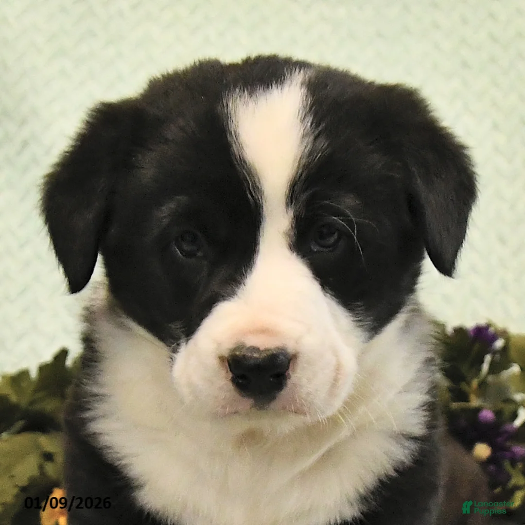 Mixed Breed dogs for sale: Jasper - Ad 4