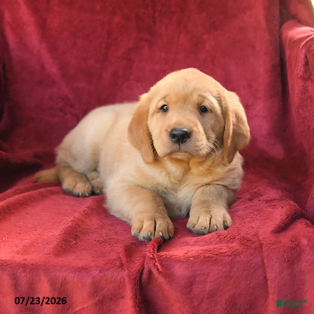 Goldador dogs for sale: Cinnamon - Ad 3