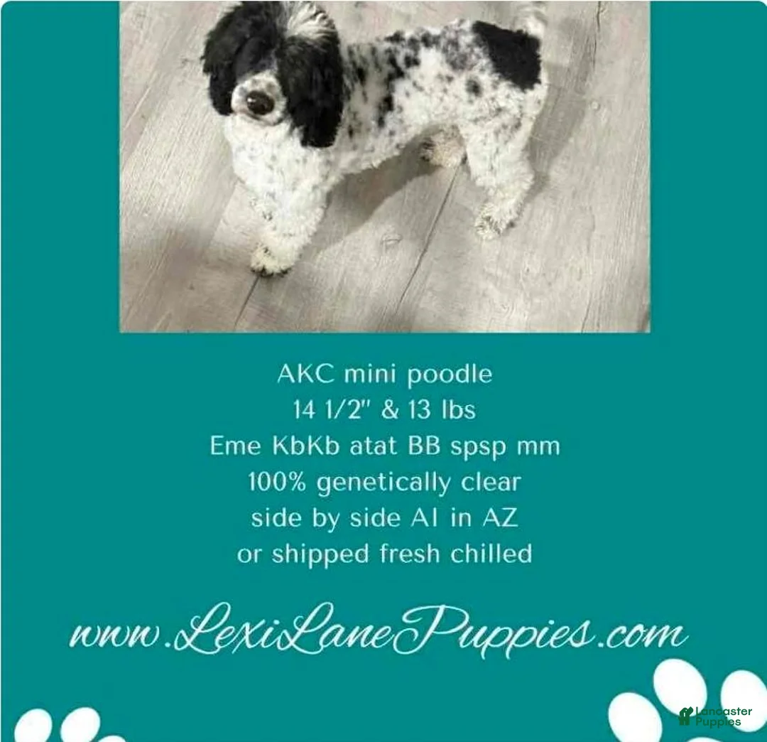 Miniature Poodle dogs for sale: Miniature Poodle 2 - Ad 6