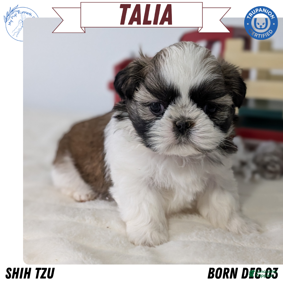 Shih Tzu dogs Talia - Ad 7