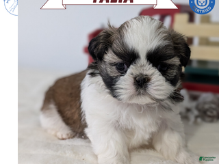 Shih Tzu dogs Talia - Ad 7