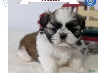 Shih Tzu dogs Talia - Ad 3