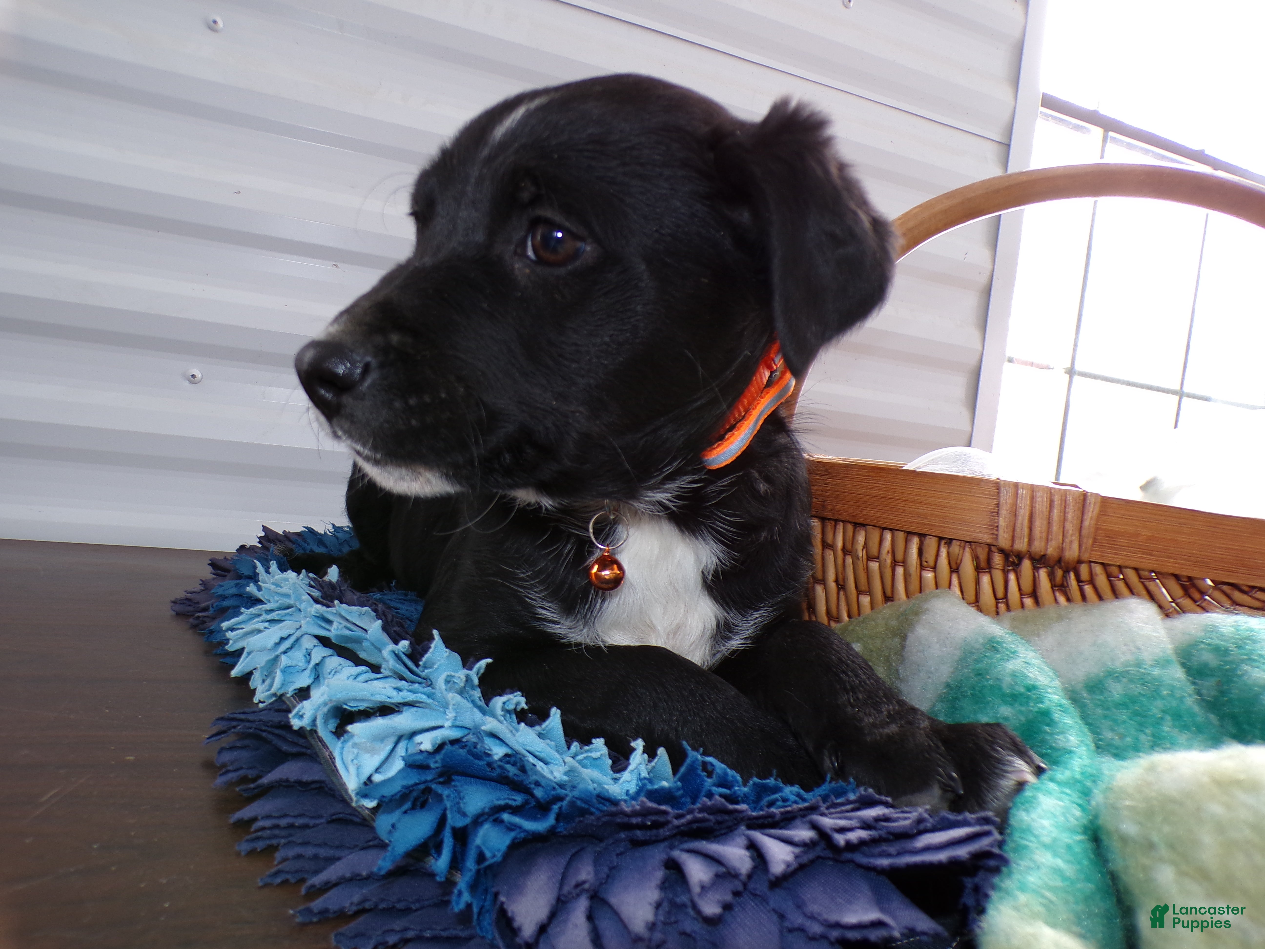 Border Terrier dogs Border Terrier Puppy 4 Blacky - Ad 4