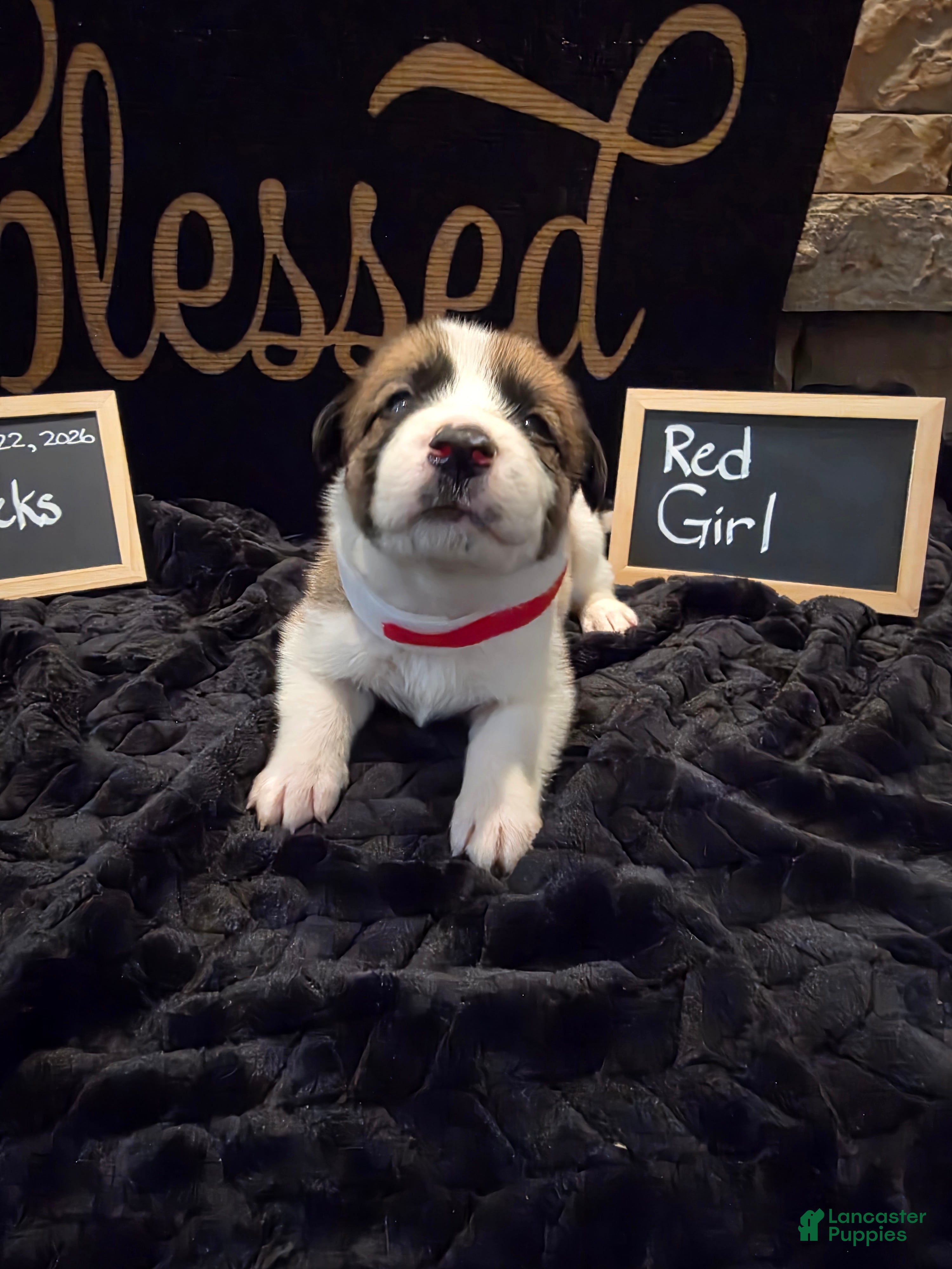 Mixed Breed dogs Red Girl - Ad 2