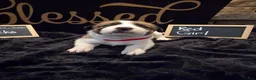 Mixed Breed dogs for sale: Red Girl - Ad 2