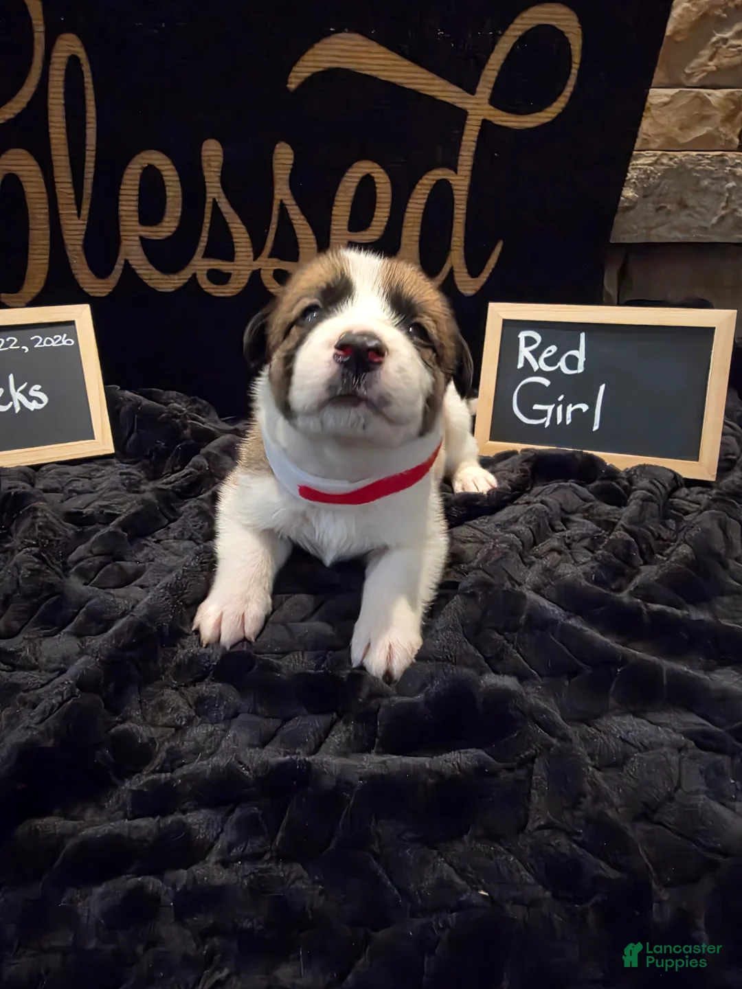 Mixed Breed dogs for sale: Red Girl - Ad 2