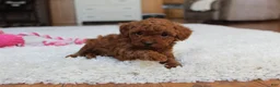 Toy Poodle dogs for sale: Melody - Ad 3