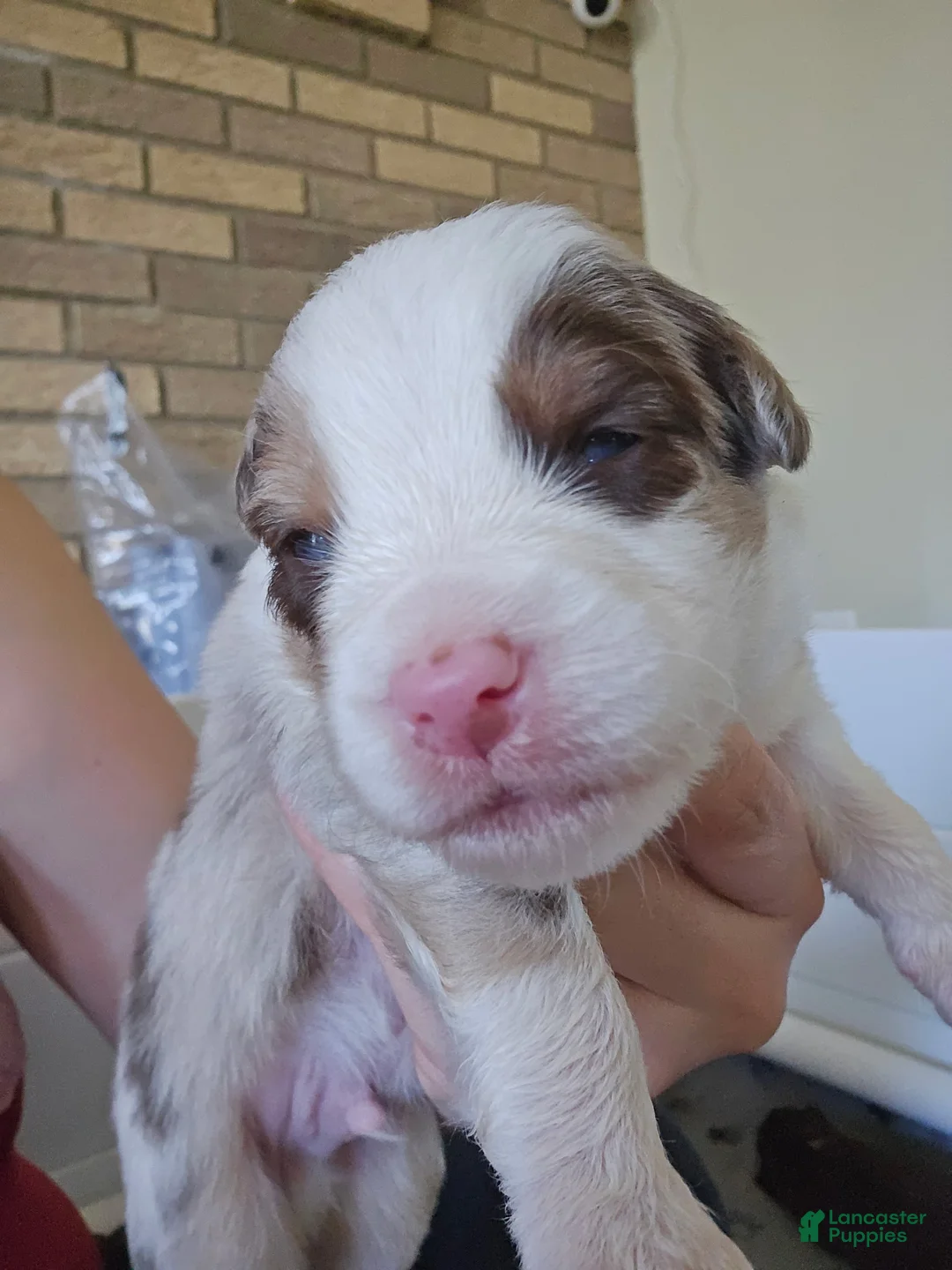 Australian Shepherd dogs for sale: Australian Shepherd Puppy 6 - Ad 2