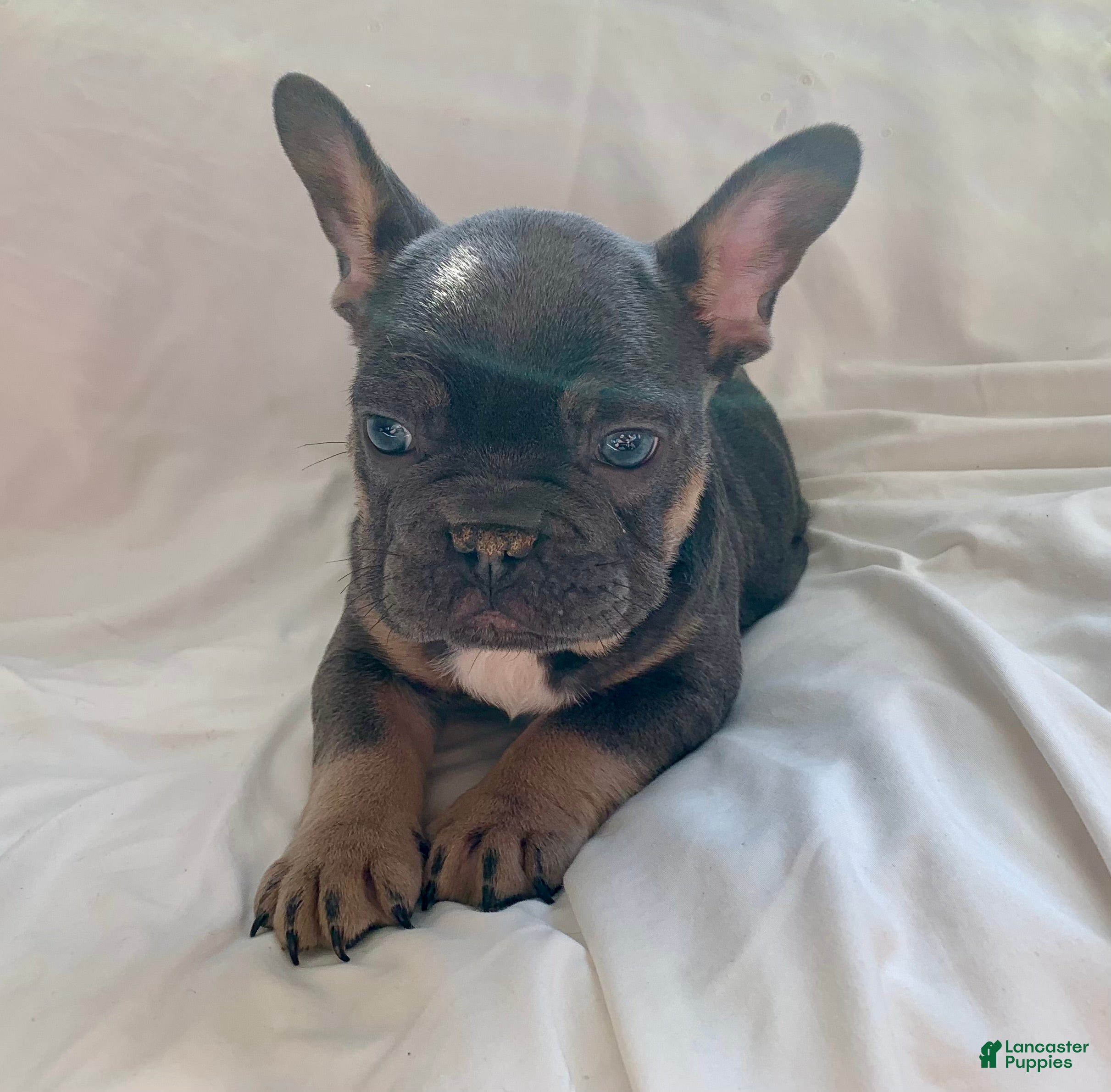 French Bulldog dogs Oliver - Ad 31