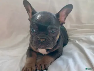 French Bulldog dogs Oliver - Ad 31