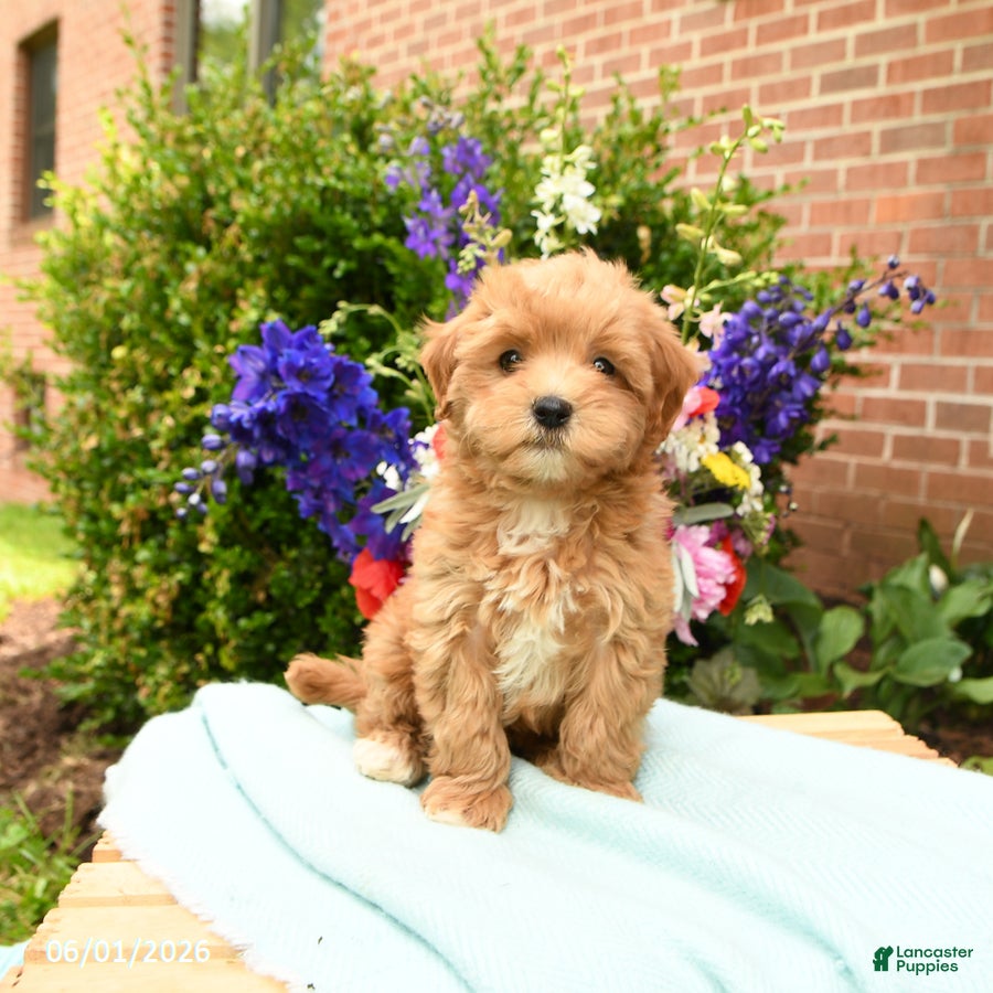 Maltipoo dogs for sale: Tulip - Ad 5