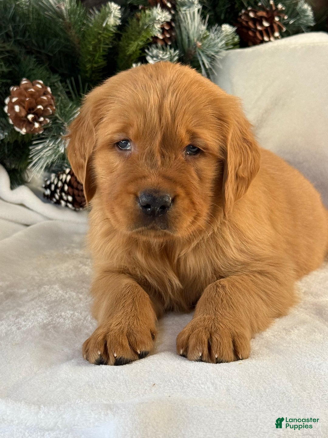 Golden Retriever dogs for sale: Jack - Ad 2