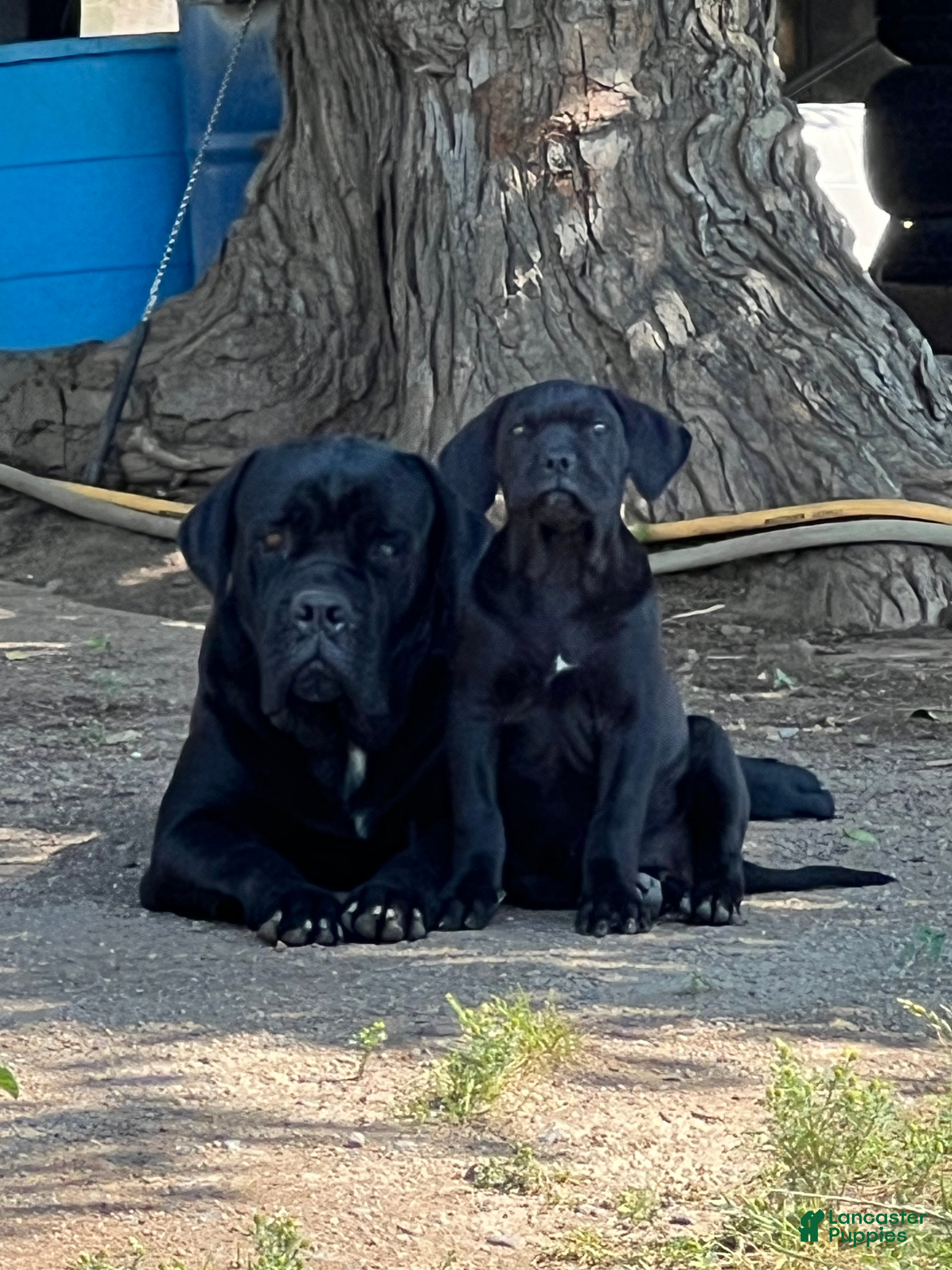 Duke